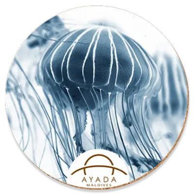 Round - Custom Canvas Now