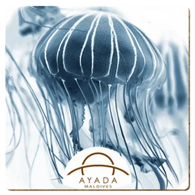 Square - Custom Canvas Now