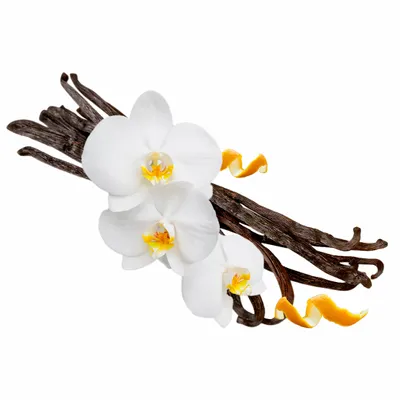 Vanilla - Custom Canvas Now