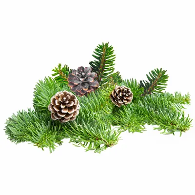 Pine - Custom Canvas Now