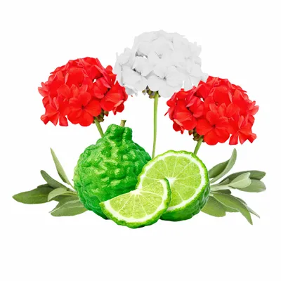 Cedar & Geranium - Custom Canvas Now