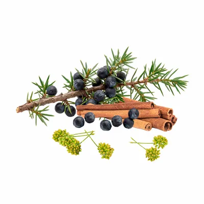 Juniper Berry - Custom Canvas Now