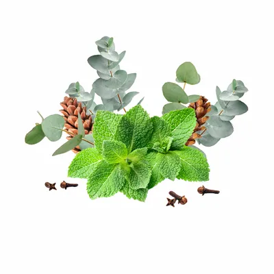 Eucalyptus & Mint - Custom Canvas Now